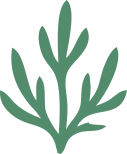Cottonii logo